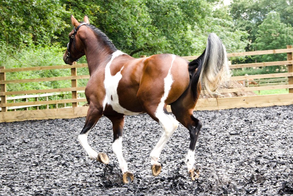 Greenfields Stud Coloured Sport Horses & Ponies.